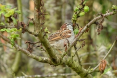 Moineau domestique