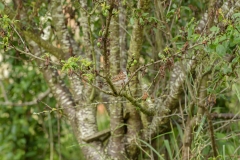 Moineau domestique