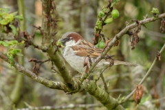 Moineau domestique