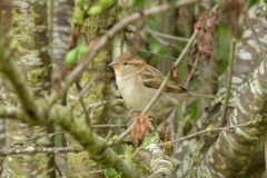 Moineau domestique