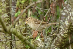 Moineau domestique