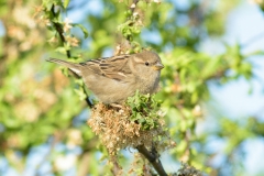 Moineau domestique