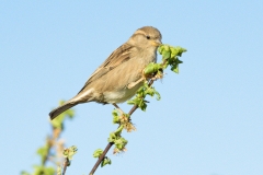 Moineau domestique