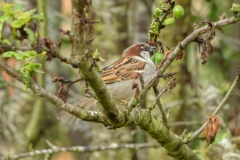 Moineau domestique