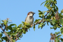 Moineau domestique