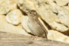 Moineau domestique