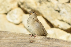 Moineau domestique