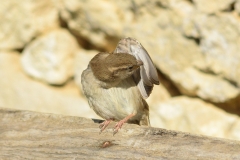 Moineau domestique