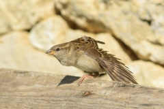 Moineau domestique