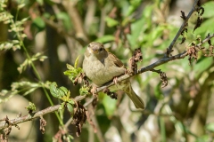 Moineau domestique