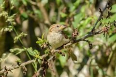 Moineau domestique