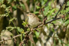 Moineau domestique