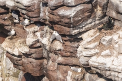 Mouettes tridactyle