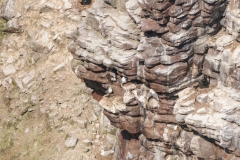 Mouettes tridactyle