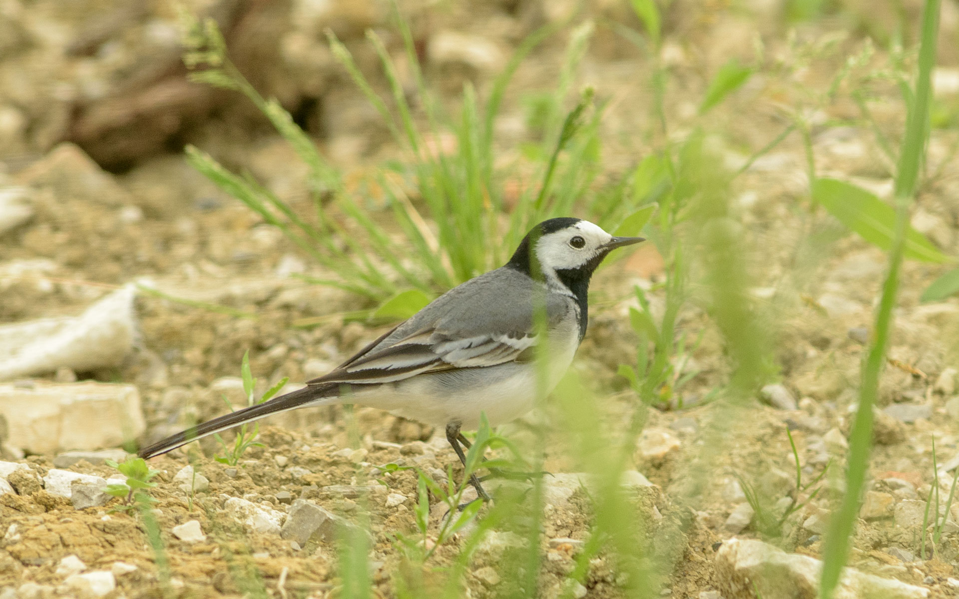 Bergeronnette grise (Motacilla alba)