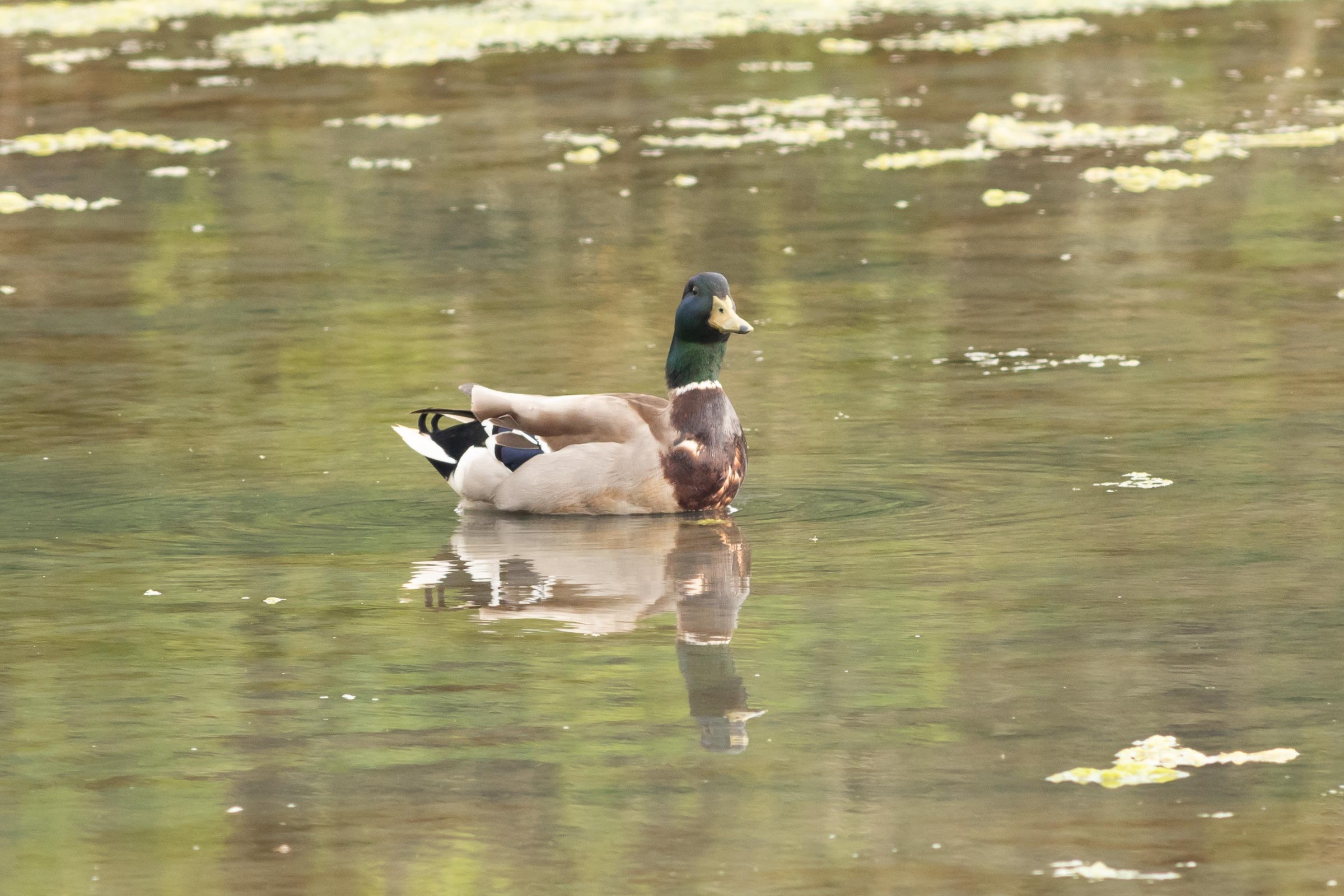 Canard colvert (Anas platyrhynchos)