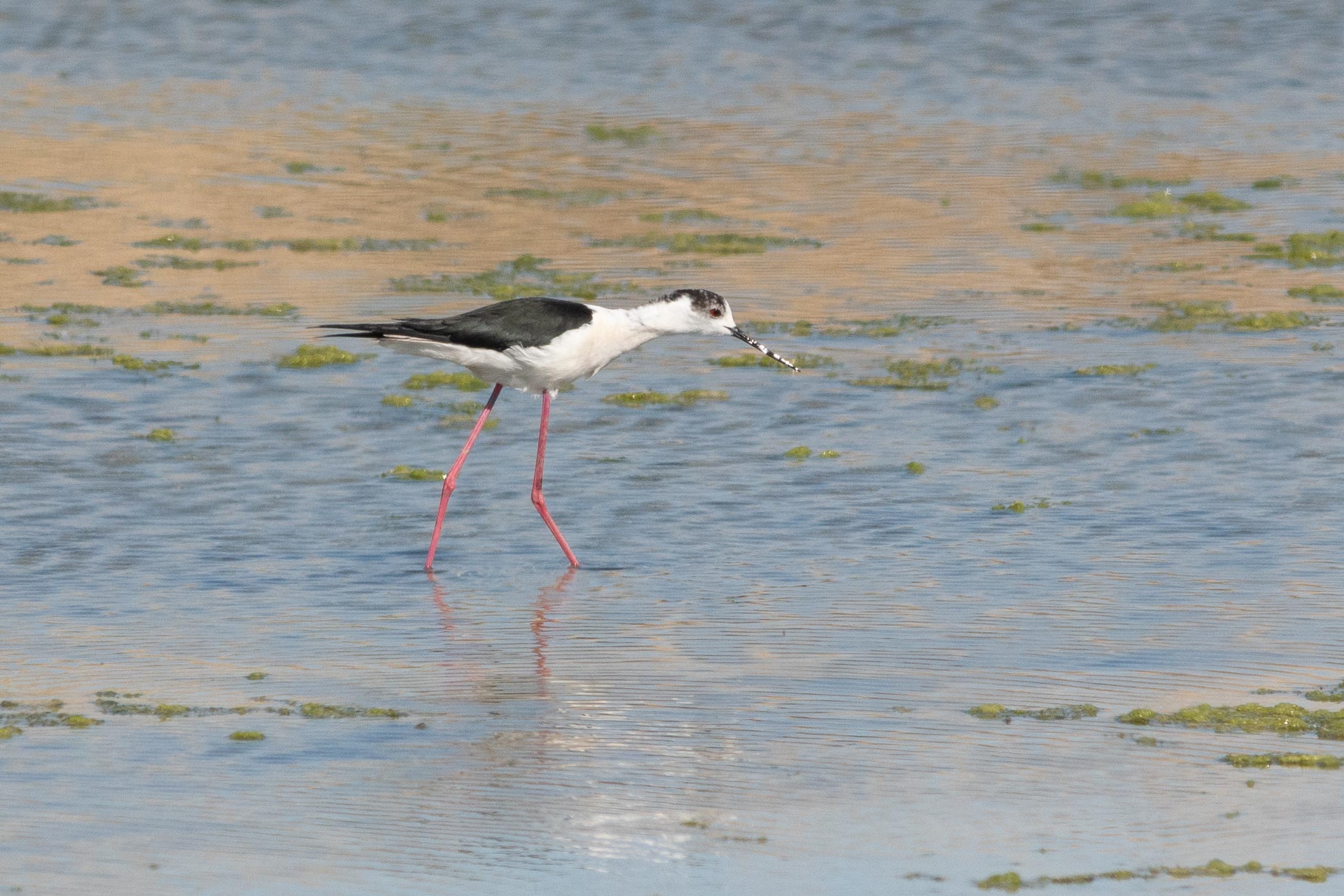 Échasse blanche (Himantopus himantopus)
