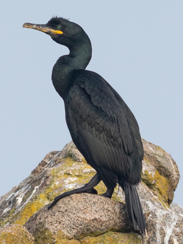 Cormoran huppé (Phalacrocorax aristotelis)