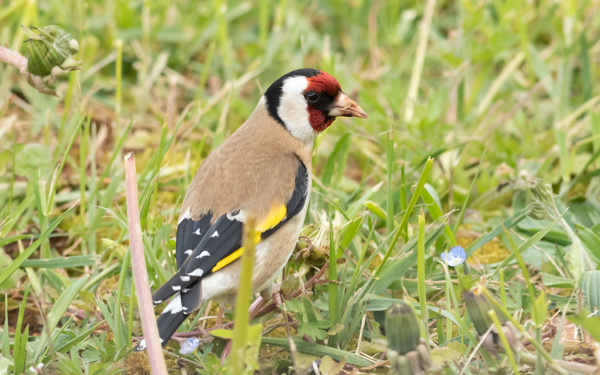 Chardonneret élégant (Carduelis carduelis)