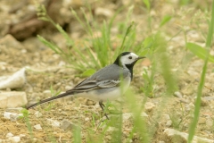 Bergeronnette grise (Motacilla alba)