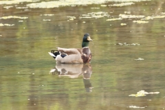 Canard colvert (Anas platyrhynchos)
