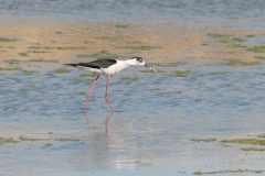 Échasse blanche (Himantopus himantopus)