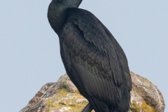 Cormoran huppé (Phalacrocorax aristotelis)