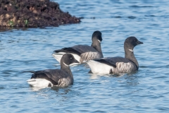 Bernache cravant (Branta bernicla)