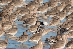 Barge à queue noire (Limosa limosa)