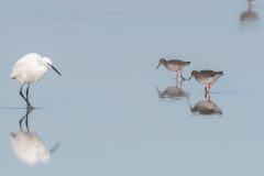 Chevalier gambette (Tringa totanus)