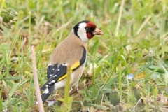 Chardonneret élégant (Carduelis carduelis)