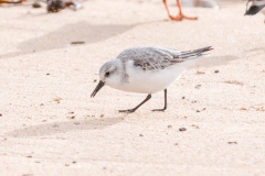Bécasseau Sanderling