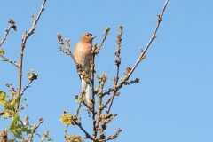 Pinson des arbres