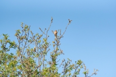 Pinson des arbres