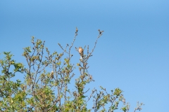 Pinson des arbres
