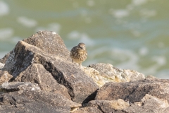 Pipit maritime