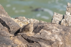 Pipit maritime