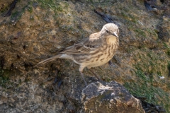 Pipit maritime