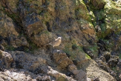 Pipit maritime