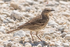 Pipit maritime