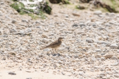 Pipit maritime