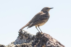 Pipit maritime