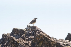 Pipit maritime