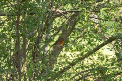 Rougegorge familier