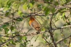 Rougegorge familier