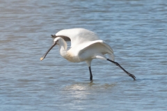 Spatule blanche