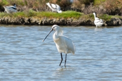 Spatule blanche et Avocettes élégantes en arrière plan