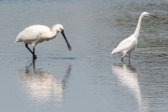Spatule blanche à côté d'une Aigrette garzette