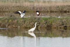 Couple de Tadornes de Belon et une Aigrette garzette