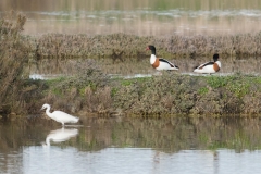 Couple de Tadornes de Belon et une Aigrette garzette